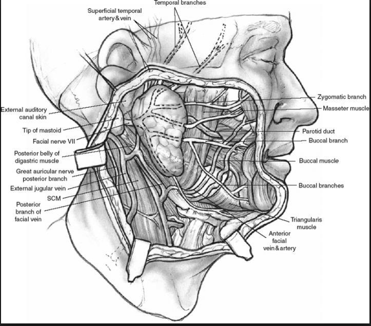 structures Internal jugular