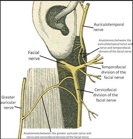 5) Submandibular gland 4) Structures passing