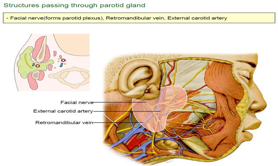 gland는대부분턱밑삼각속에위치하고 digastric m.
