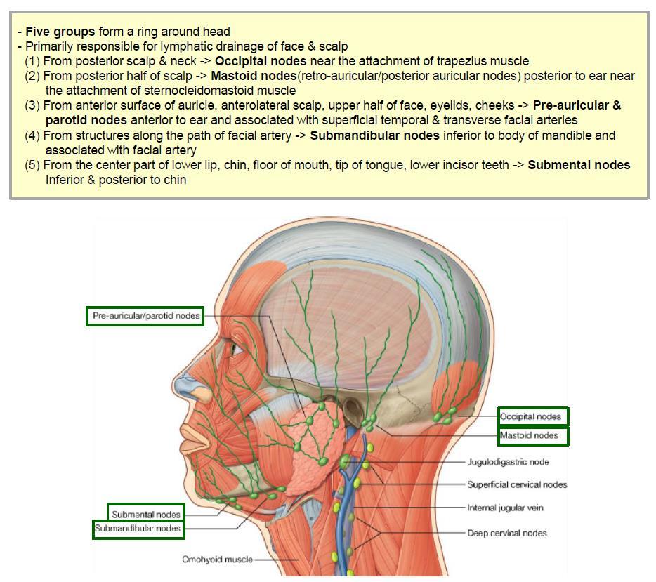 3) 림프의흐름 : Superficial lymphatic vessels 은대부분의림프는 superficial node 로흐르나일부 deep cervical node 로흐른다. superficial lymph nodes (5 개 )( 중요 ) ; 림프가오는곳과림프노드이름알기 림프절의이름과위치 1 occipital nodes 뒤통수림프절, sup.