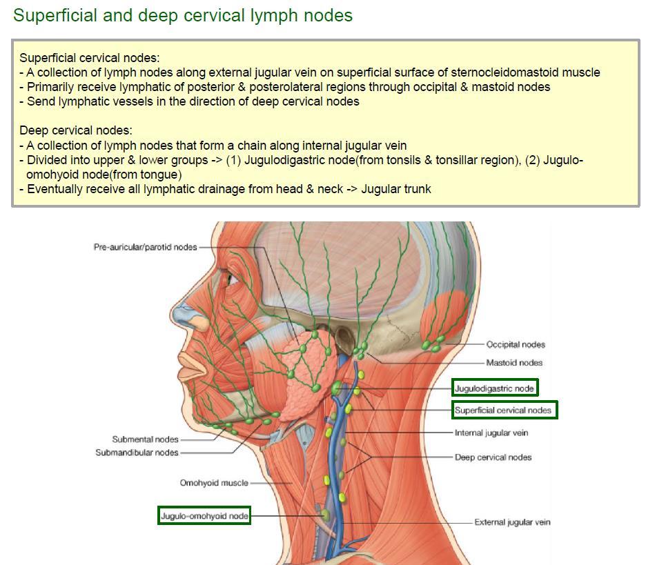superficial and deep cervical lymph nodes 2) deep cervical nodes 1 deep cervical nodes( 깊은목림프절 ) 은 internal jugular v. 을따라형성된림프절의집단 2 deep cervical nodes 은 upper와 lower 부분으로나뉜다.
