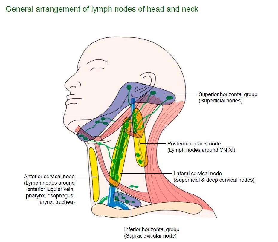 general arrangement of lymph nodes ;