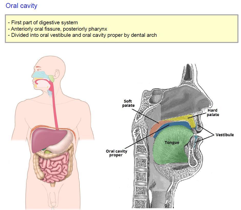 oral cavity Orlal cavity boundaries of oral