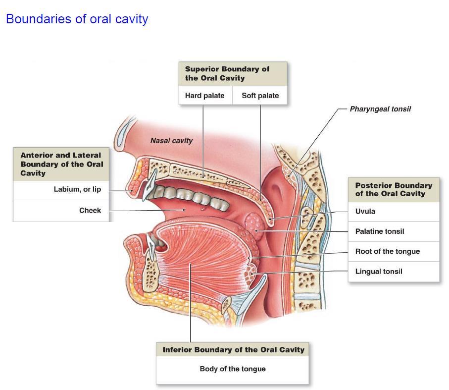 vestibule( 입안뜰, 구강전정 ) 1) oral cavity
