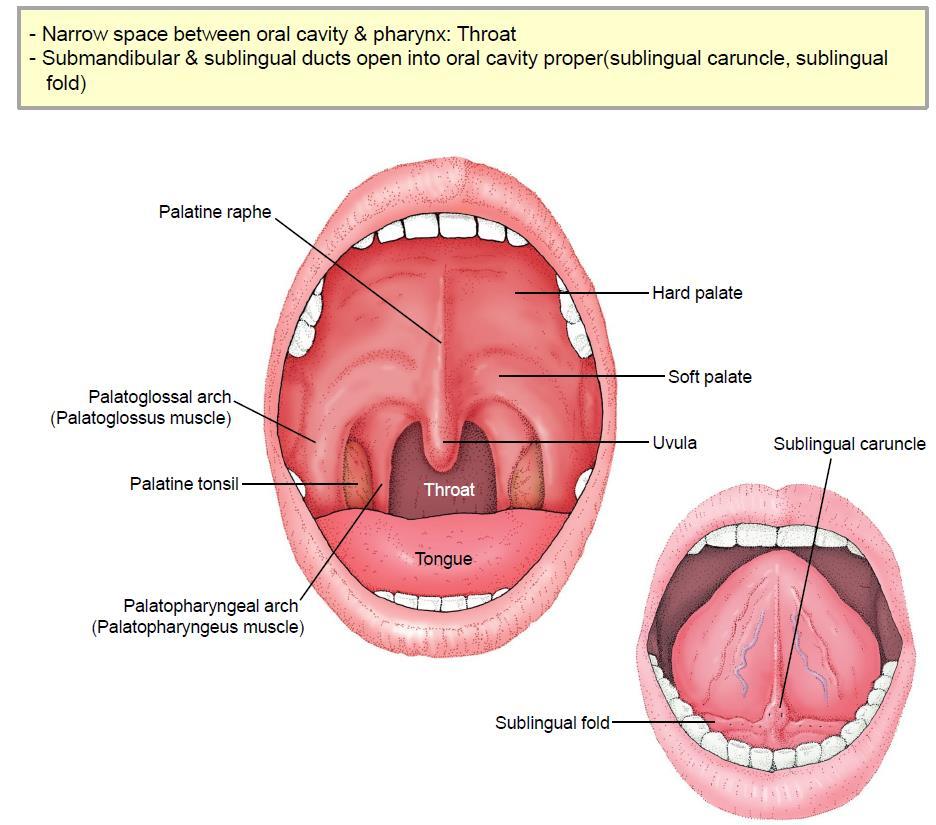 buccal frenulum( 아래볼주름띠 ) 4) Gingiva(gum, 잇몸 ) 구조도 Oral vestible에서관찰 oral cavity proper 1) Oral cavity proper은입안을말하며, 치아뒤에서 pharynx까지를말한다.
