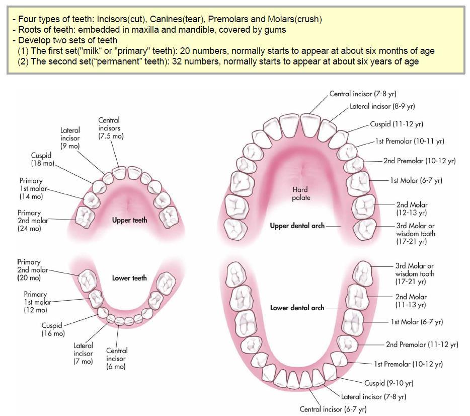 teeth 4) Oral cavity 위쪽으로 hard palate와 soft palate가있으며 soft palate 앞쪽부분에는 palatine aponeurosis