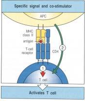 (3) Antigen recognition via costimulatory signals T-cell TCR-MHC+peptide alloantigen ( 1, first