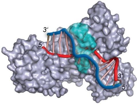 helix-turn-helix motif 로됨 helix-turn-helix motif 는 DNA major groove 에결합하고 zinc finger 는단백질 - 단백질의결합에관여한다. ATP 가 ATP binding site 에결합하면 dimer 가되고 DNA 에대한결합력이강해진다.