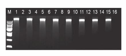ExiPrep 16 Plus Procedure Experimental Data Figure 1. 전혈에서추출한 genomic DNA 의전기영동분석. 전혈 200 μl 를이용하여 genomic DNA 를추출하고, 100 ng 씩정량하여 1% Agarose gel 에전기영동을수행한결과입니다. Figure 2.
