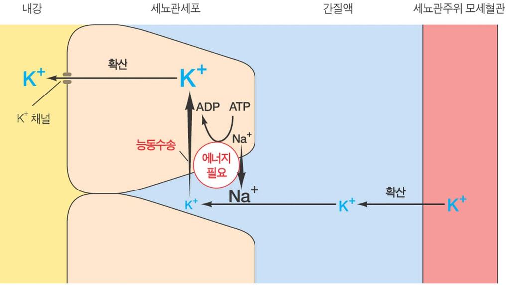 K + 분비 mechanism 1. 원위세뇨관과집합관에서 K + 분비는기저측막의에너지의존성 Na + -K + 펌프를통해 Na + 의재흡수와함께일아남 ( 그림 12-20) 2.