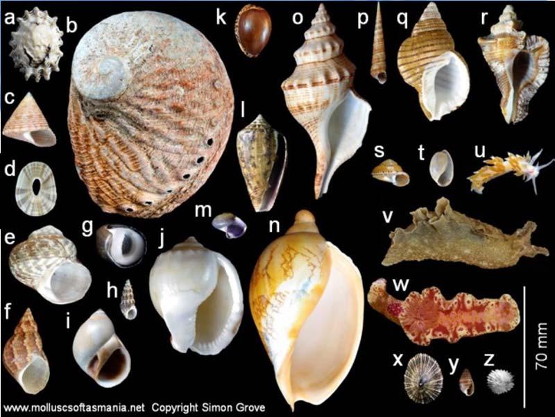 2.3 저서동물의종류 연체동물 (Mollusca) 복족류 ( 고둥류, Gastropoda) : 연체동물중에가장많은종류를포함 : 일반적으로나선상을고인껍데기를가지며, 좌우비대칭 :