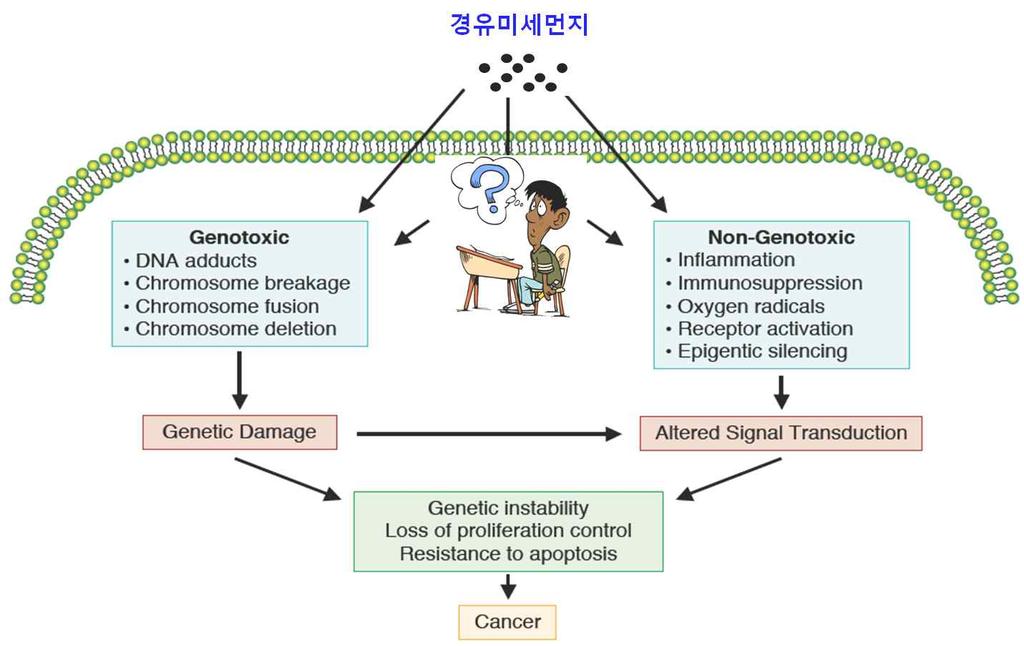 3-1-3. 경유자동차에서의미세먼지에의한호흡기관련인체위해성영향평가 연구목적 : (Genetic) (Epigenetic). 연구내용 :.