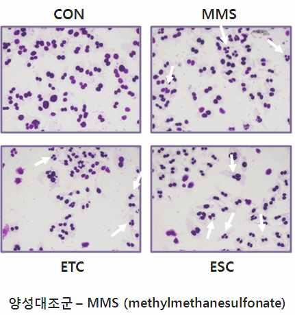 CHO-K1 세포에서의염색체이상 ( 소핵형성, micronucleus formation) ETC ESC DCM chinese hamster ovary(cho-k1) cell micronucleus test. 20 MMS(Methylmethanesulfonate) (**p < 0.