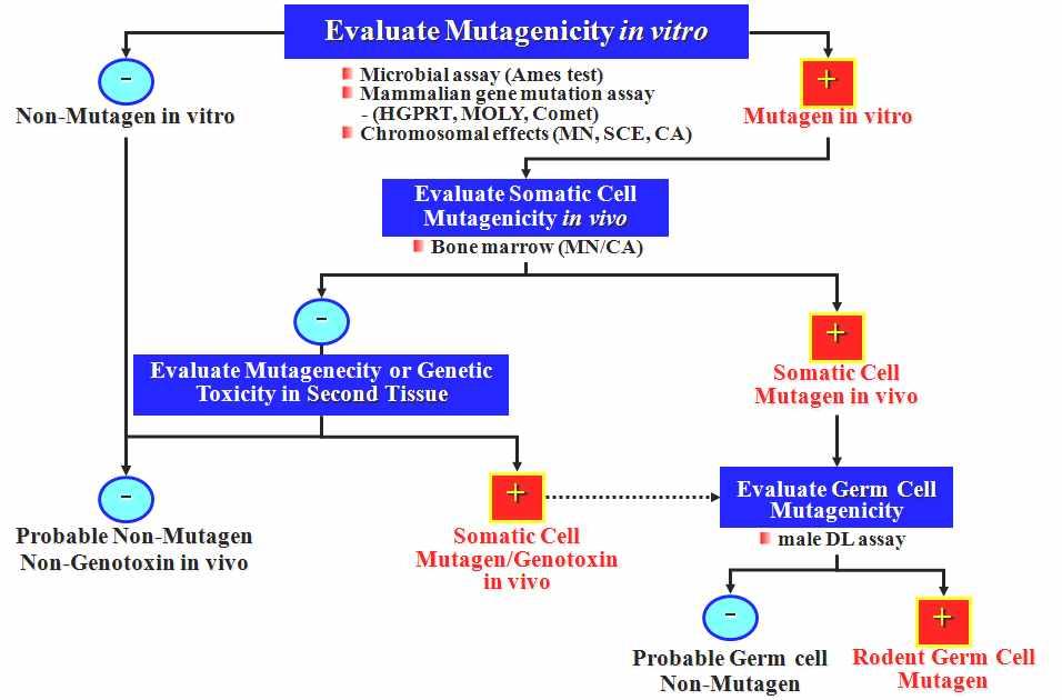 ➂ IN VITRO SYSTEM 을이용한유전독성평가에서의양성판정 23 in vitro in vivo scheme mutagenicity in vitro.