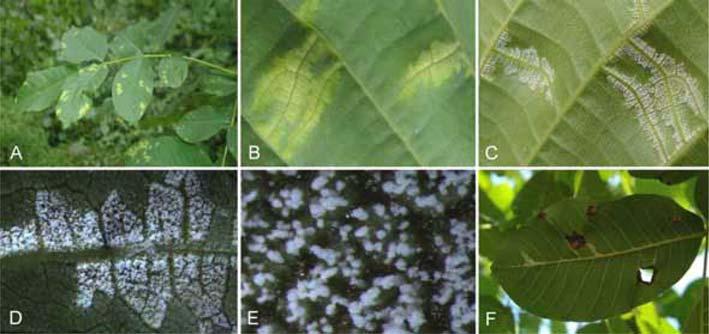 Microstroma juglandis 에의한호두나무흰곰팡이병발생 387 Fig. 1. Symptoms of downy leaf spot on Juglans regia caused by Microstroma juglandis. A: Infected leaves.