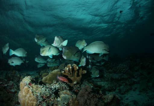 World Special Report 해외특집 1 카팔라이다이브리조트에서만나볼수있는 수중환경과생물!
