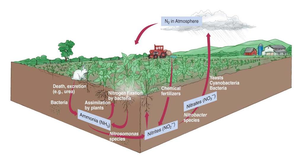 Nitrogen Cycle - Nitrogen fixation -