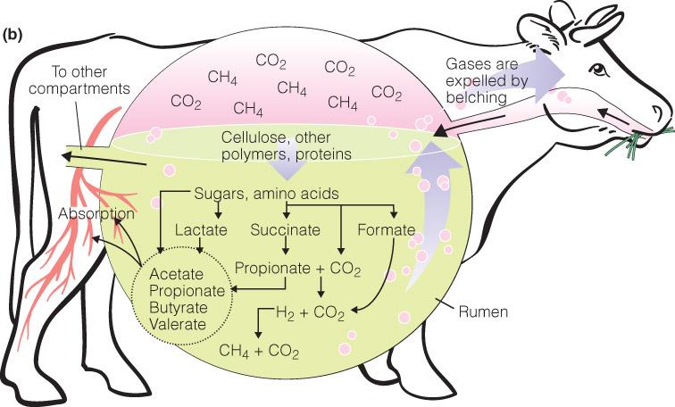 Microbes