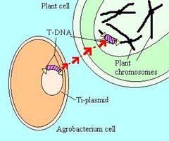 shotgun) -> Agrobacterium tumefaciens의 Ti plasmid(tumor-inducing) 이용 -> 식물세포에 Ti plasmid 방출->
