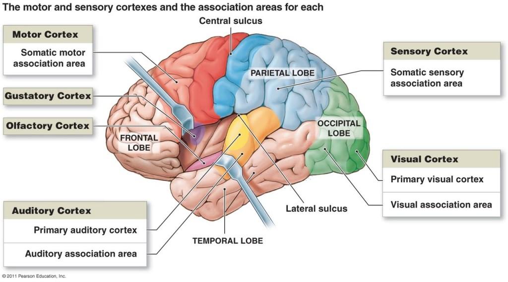 행태신경과학 뇌의구조 Architecture of the brain 역할 기계적기능, 화학적상호작용 심리적기관, 정신작용과경험 구조 후두엽 (Occipital lobe) 머리의뒤쪽에위치. 시각연합영역과시각피질이라고하는시각중추가있음. 사물의위치, 모양, 색, 운동상태와같은시각의다양한측면에관여. 측두엽 (Temporal lobe) 대뇌반구의양쪽측면에위치.