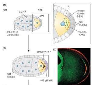 초파리의체형을만드는유전자난자형성과정에서 1 차축형성 난원세포 (oogonium) 는 4 번의불완전한세포질분열을하여 16 개의세포를만들고이들세포가난실 (egg chamber) 을구성 이중 1 개세포는난자가되어난포뒤쪽끝에위치하고나머지세포는영양세포