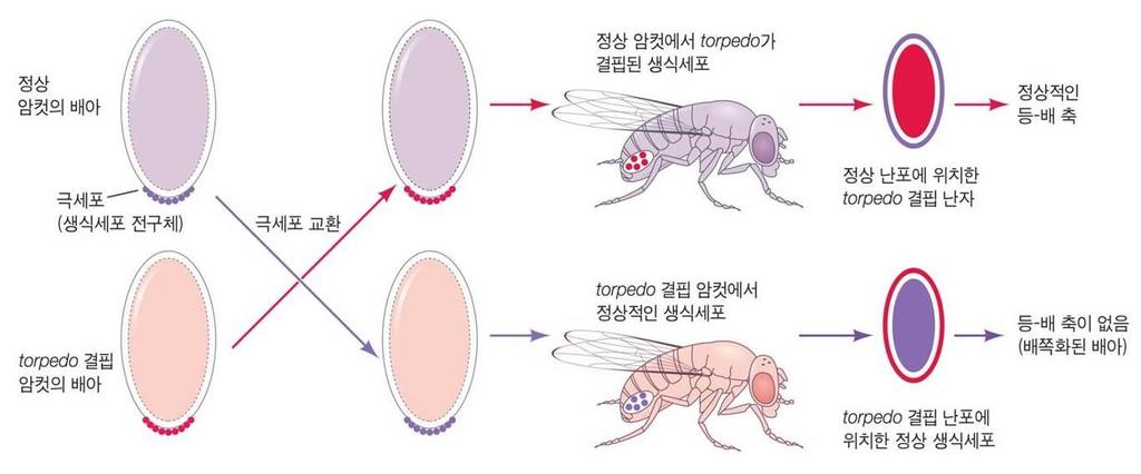 난자에서등 - 배쪽의형태화 gurken 전령은난자의핵과세포막사이에분포하고 gurken 단백질은난자의등쪽표면을따라앞 - 뒤쪽의기울기를형성 gurken