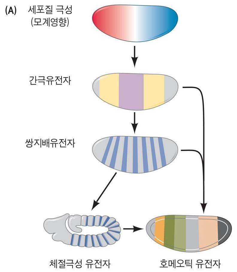 체절형성과앞 - 뒤쪽체형 앞 - 뒤쪽극성확립은난자에저장된 mrna 의산물인모계영향유전자 (maternal effect gene) 로인하여시작됨 가장먼저발현되는배아유전자는간극유전자 (gap gene) 간극유전자단백질의농도와조합의차이로쌍지배유전자 (paired-rule gene; 앞 - 뒤축을따라 7 개줄무늬모양수직띠발현 )