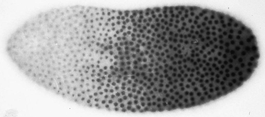 난자의뒤쪽극에 nanos mrna 의분포 뒤쪽형성중심은 nanos 유전자의활성에의해결정됨 bicoid mrna 는미세소관을따라능동수송되며미세소관끝에붙으며 nanos mrna 는수동확산으로난자의뒤쪽끝에서 Oskar 단백질에의해피질에붙음 Oskar mrna 와 Staufen 단백질은모터단백질인키네신 (kinesin)Ⅰ 의도움으로난자뒤쪽끝에수송
