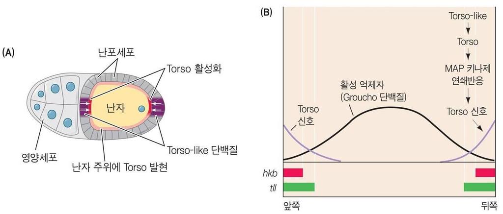 말단유전자군 말단인머리끝 (acron) 과꼬리마디 (telson) 를형성에는모계영향유전자군이작용 Torso 단백질은난의양쪽극에만활성화됨 Torso 의활성인자는 Torso -like 단백질로추정됨 Torso
