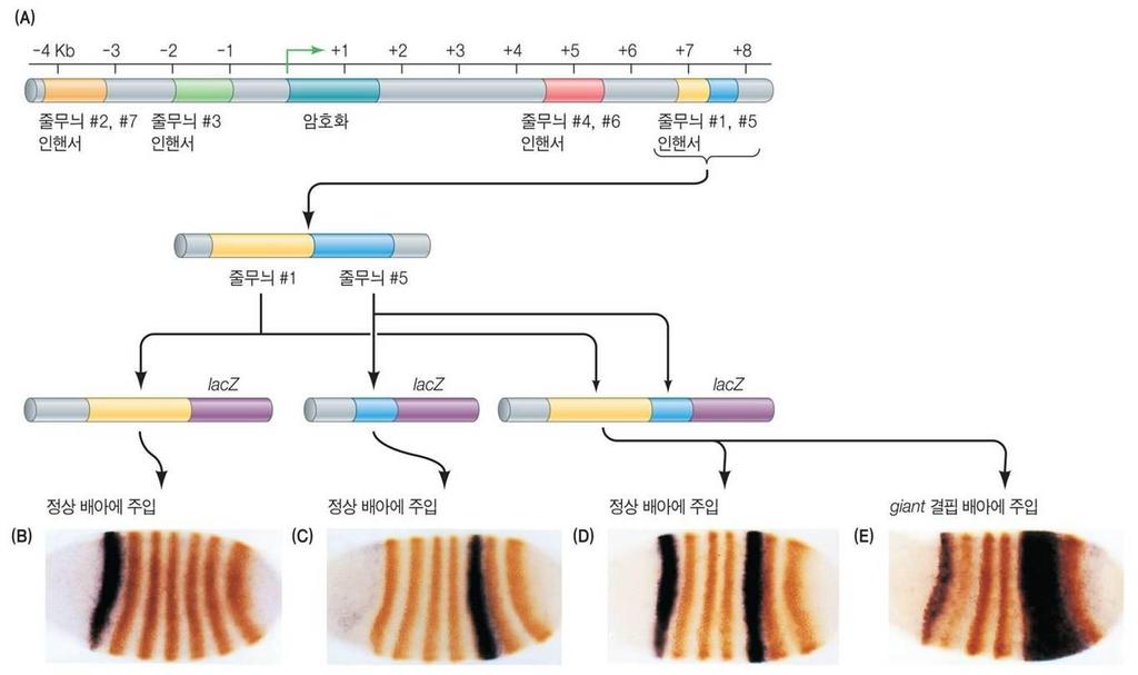 인핸서구조의중요성 1. 특정한인핸서의돌연변이는그에해당하는줄무늬만없어짐 2.