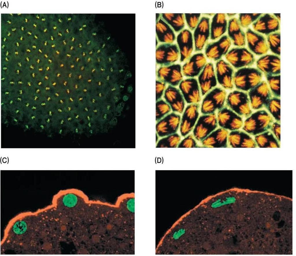 각각의핵은미세소관과미세섬유로둘레쌓임 ( 그림 6.