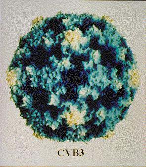Coxsackievirus Type