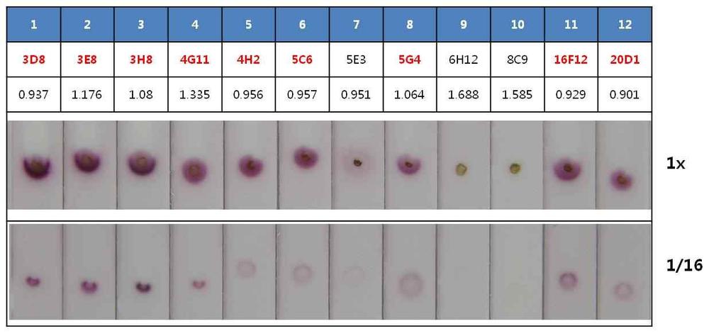 간흡충충란표면단백질에대한반응성을갖는단클론항체를선별하기위해서는충란이 ELISA plate에코팅이되지않으므로면역점측정법 (immuno-dot assay) 을이용하여선별하였다.