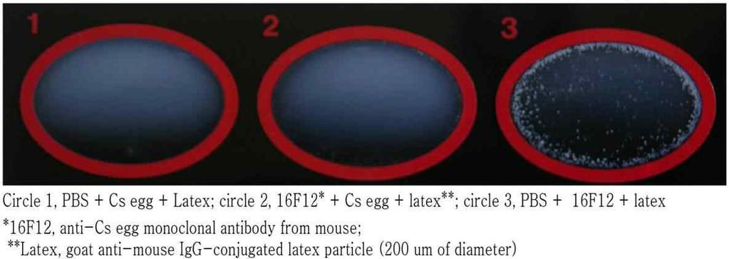 음성대조군실험에서는항체 - 라텍스입자들의응집반응이관찰되었고 ( 그림 13, circle 3), 양성대조군과실험군에서는항체 - 라텍스축합체가간흡충충란과경쟁적으로결합하여응집 반응이관찰되지않았다 ( 그림 13, circle
