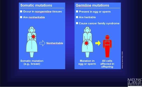 Somatic vs Germline mutation