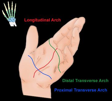1) 손바닥 ; 수장면 (palmar surface) (5) Intrinsic muscle( 내재근 ) 손바닥의아취형성
