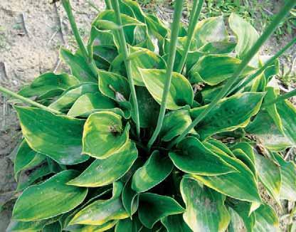 Hosta