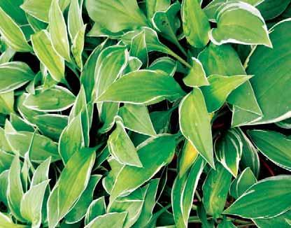 Hosta