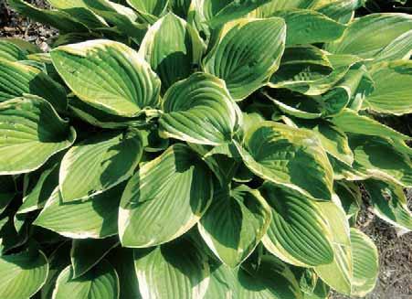 Hosta