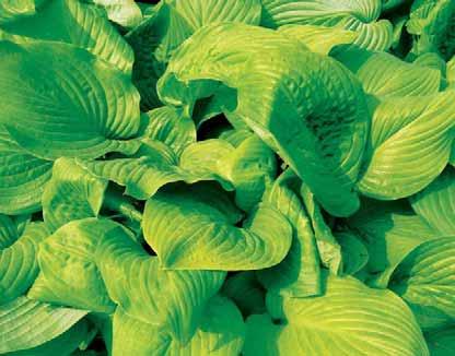 Hosta