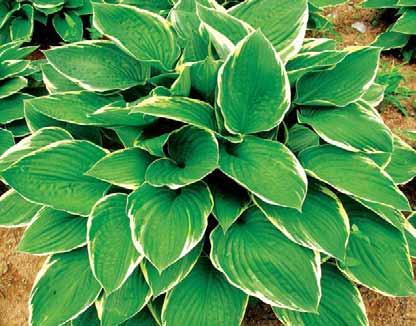 Hosta