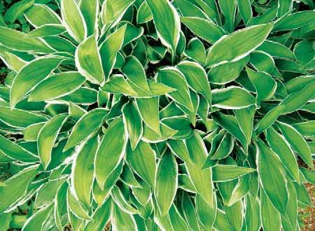 Hosta