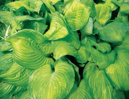 Hosta