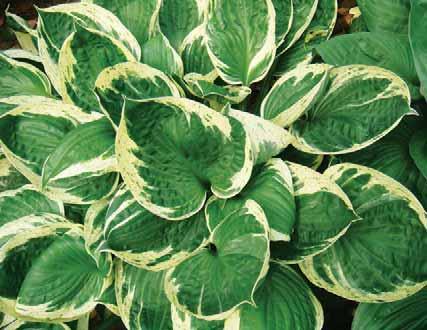 Hosta