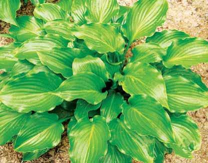 Hosta