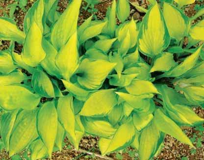 Hosta