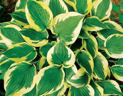 Hosta