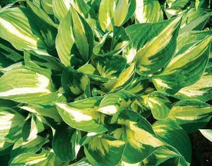 Hosta