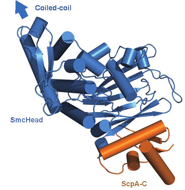 VOL.20/NO.1/Spring 2013 Biomacromolecular Crystallography 분과 원핵생물에서 SMC-kleisin 복합체의비대칭적구조 세포에서 DNA 는유전정보물질로써중요한일을수행한다. 이 DNA 는세포길이의수백배에서많게는수천배에이르는어마어마한양으로세포안에존재한다.