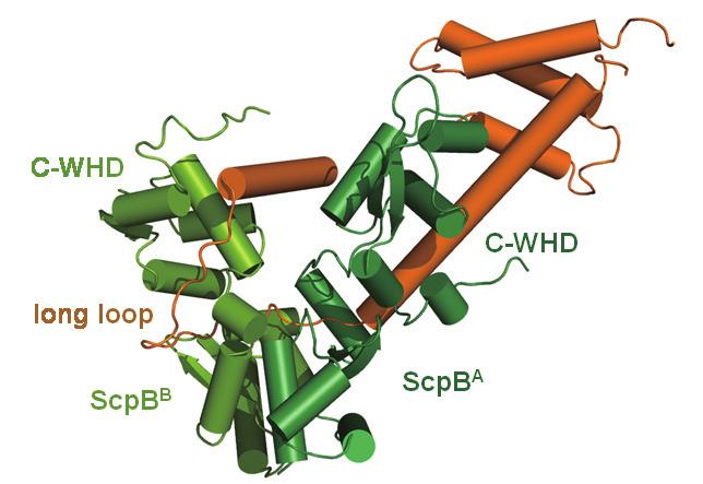 그림 2. ScpA ΔC B 의구조. 주황색은 ScpA ΔC 를나타내고, 녹색은각각 ScpB 의 dimer 를나타낸다. 와 ScpB dimer 의복합체 (ScpA ΔC B) 구조를규명하였다. ScpA ΔC 는 mo nomer 로써긴여러개의 a-helix와 loop 으로이루어져있다. ScpB는두 WHD 로이루어져있으며 nwhd 가 dimer 를형성한다.